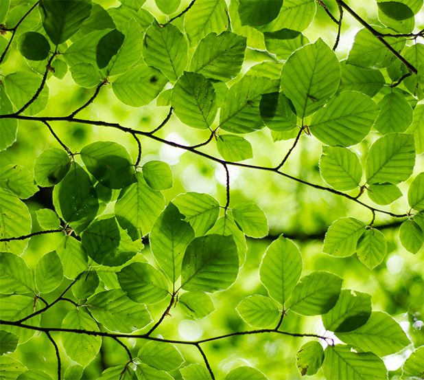 green leaves