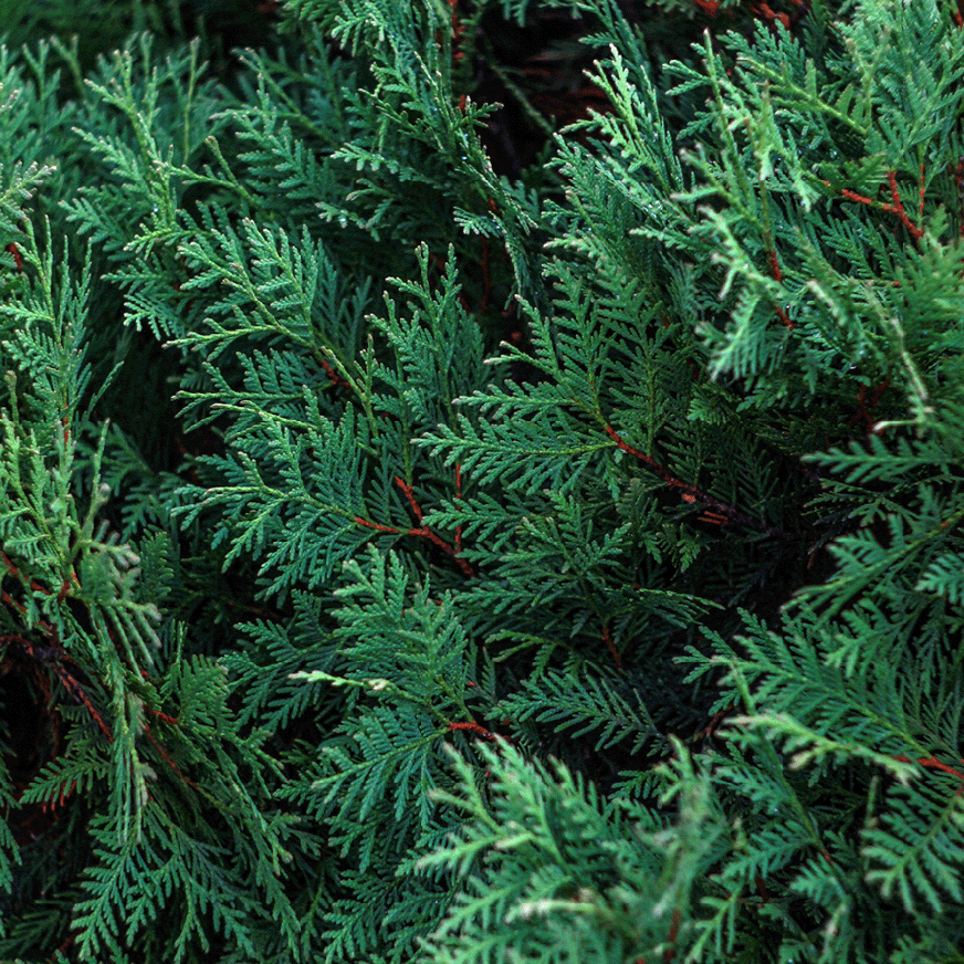 cypress