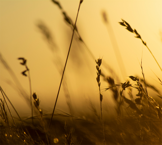 yellow wheat